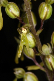 Großes Zweiblatt (Listera ovata)