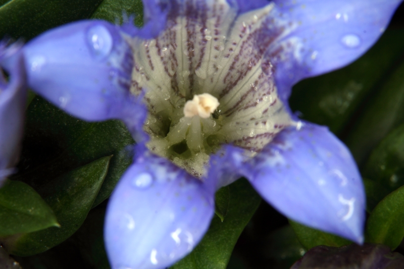 Sommerenzian (Gentiana septemfida)  - Blüte