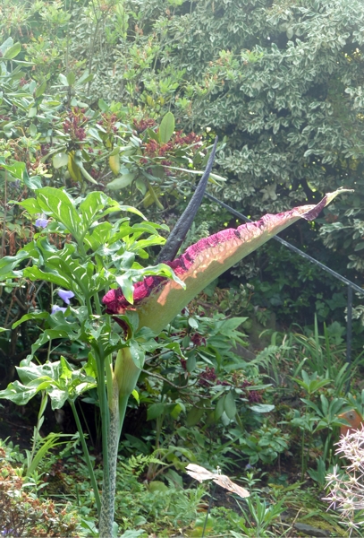 Gemeine Drachenwurz (Dracunculus vulgaris) 